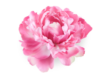 fleur