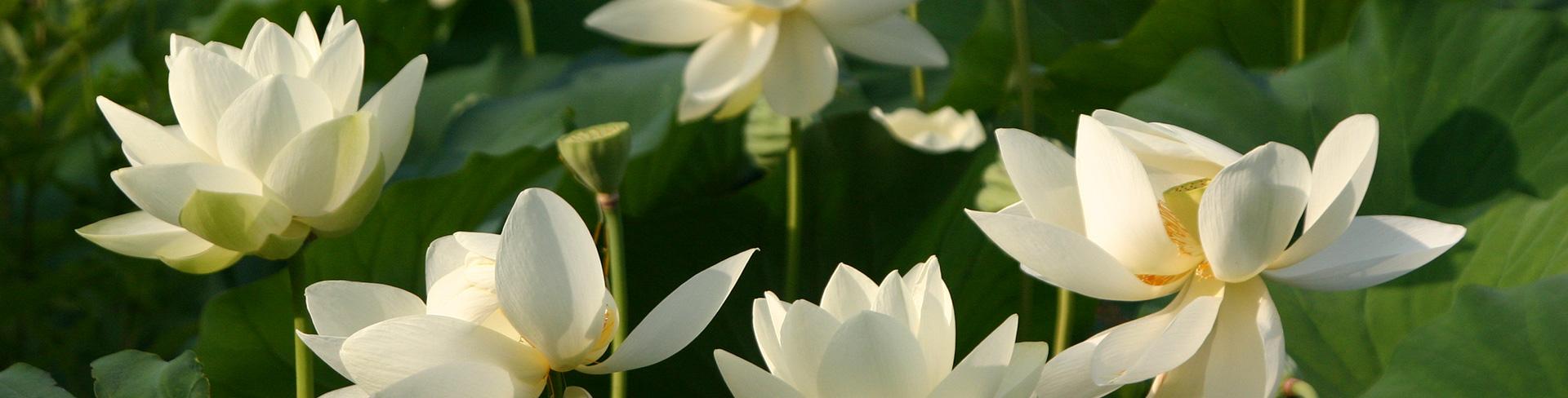 Lotus festival