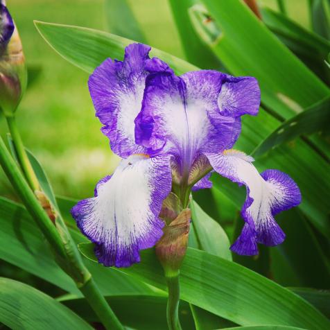 Iris