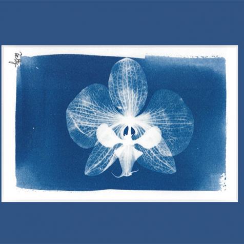 Cyanotype - Crocus, Gypsophile et violette sauvage