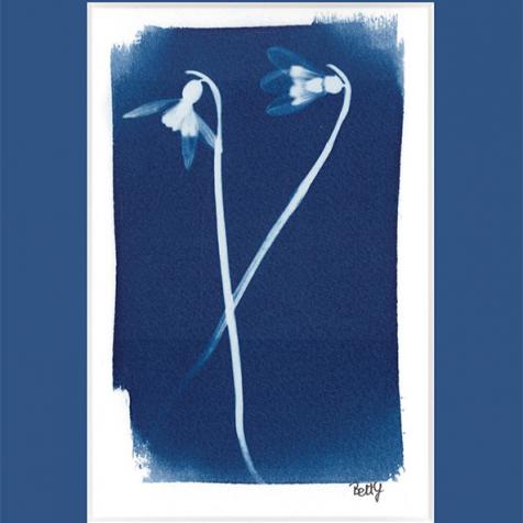 Cyanotype - Perces neiges