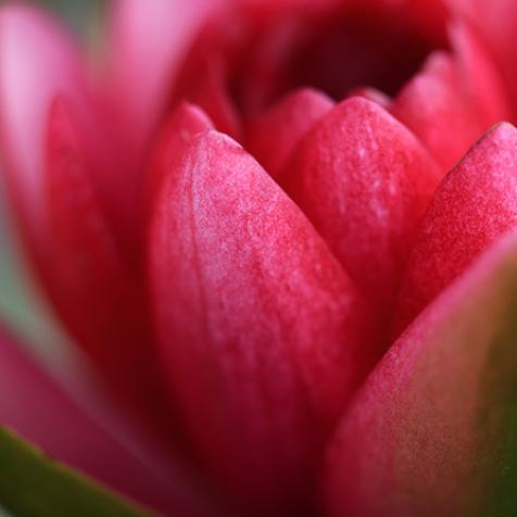 Nymphea - Stéphanie Madaule