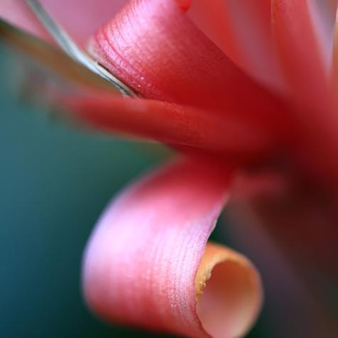 Fleur - Stéphanie Madaule