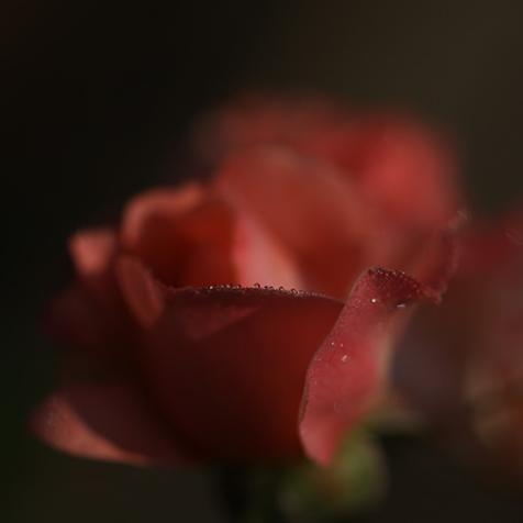 Rose - Stéphanie Madaule