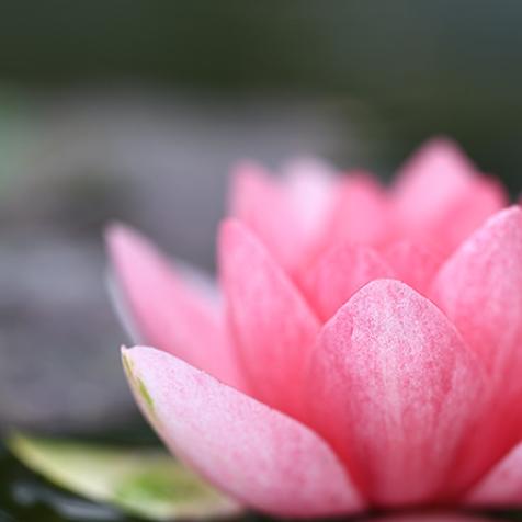 Nymphea - Stéphanie Madaule