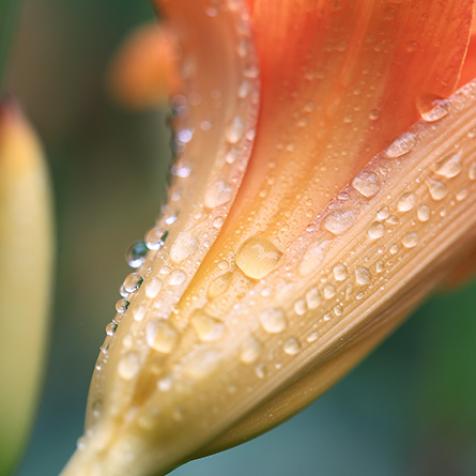 Hémérocalle - Stéphanie Madaule