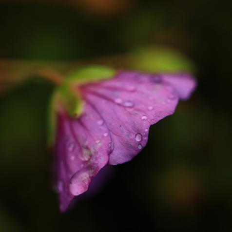 Geranium - Stéphanie Madaule