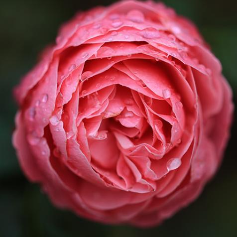 Rose - Stéphanie Madaule