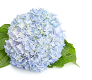 June June