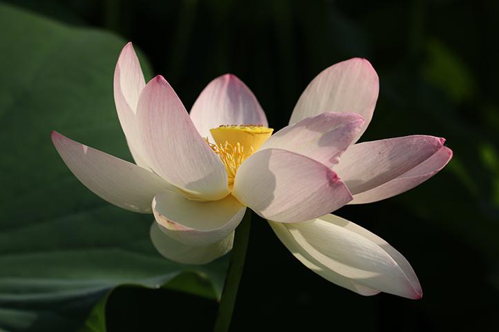 Rencontre avec un spécialiste des lotus Rencontre avec un spécialiste des lotus