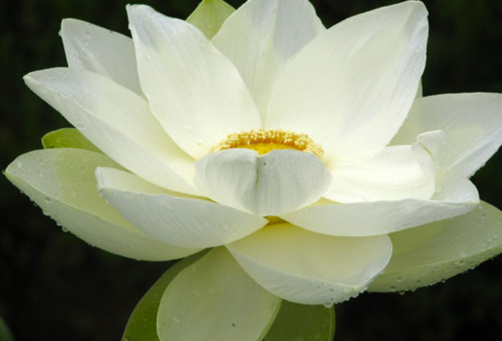Meet a lotus expert Meet a lotus expert