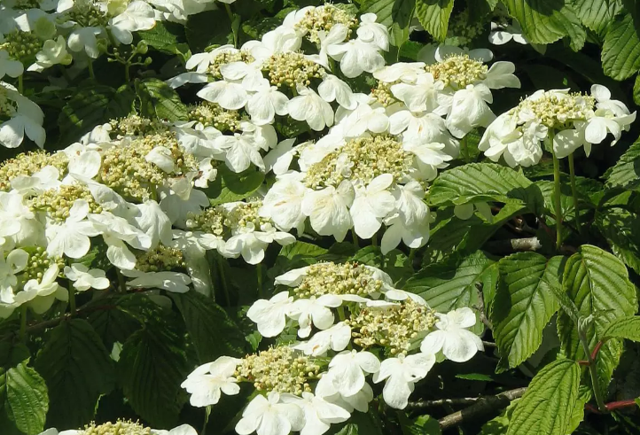 Una amplia selección de plantas excepcionales Una amplia selección de plantas excepcionales