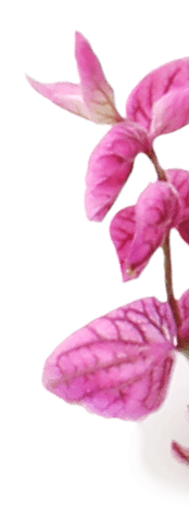 fleurs