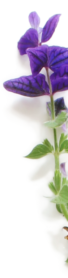 Fleur