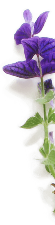 Fleur