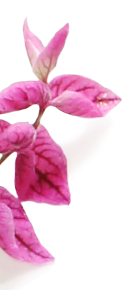 fleurs